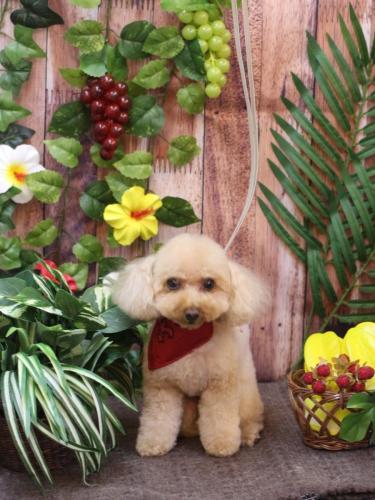 20230804こむぎちゃん